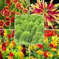 butterfly garden flower seed mix