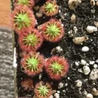 carnivorous plant seeds