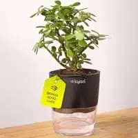 good luck jade plant