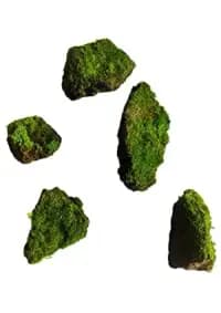 natural living moss stones