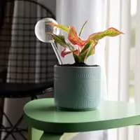 self watering globes