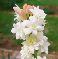 tuberose flower bulbs